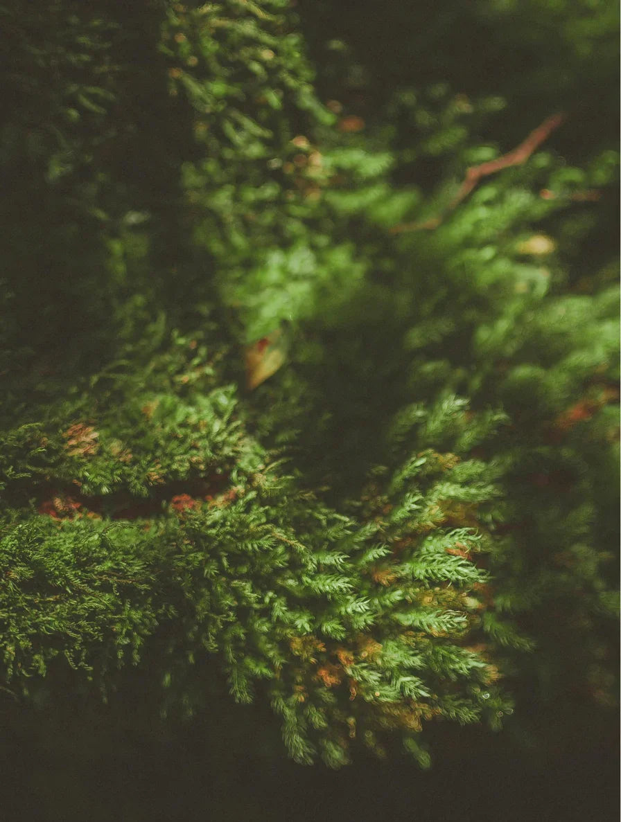 Soy Wax Candle Moss
