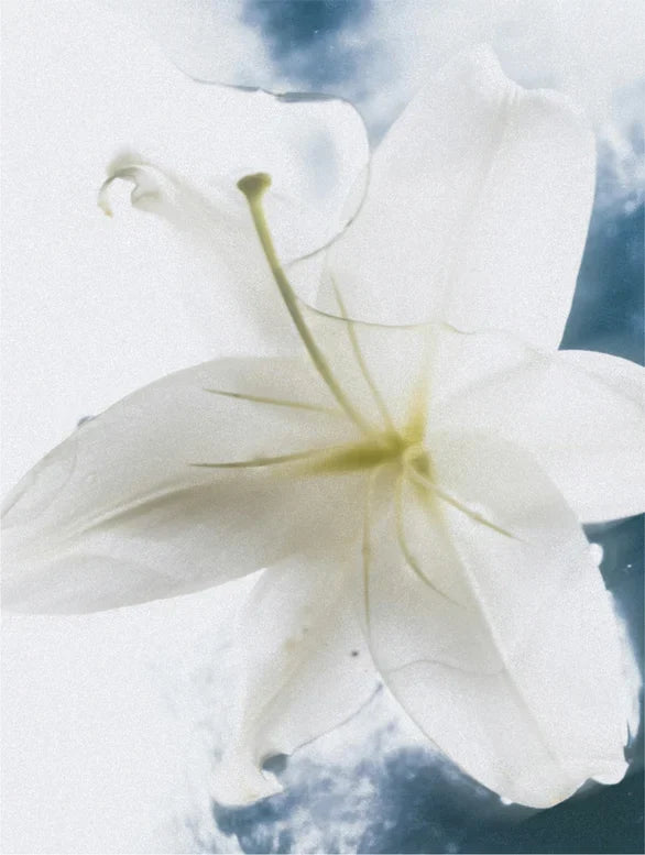 Sensitive Skin Body Cream