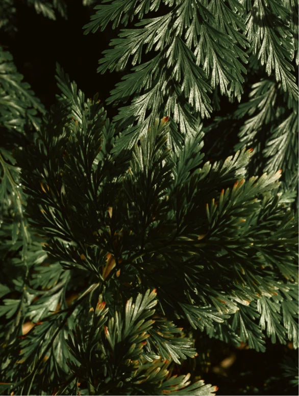 Gloss Conditioner, Smoky Green Vetiver